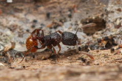 Tetramorium impressum