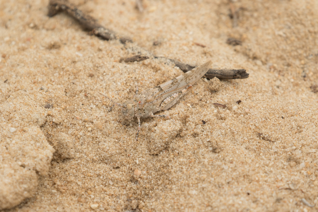Algarve Sand Grasshopper