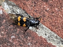 Nicrophorus interruptus
