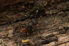 Tetramorium impressum