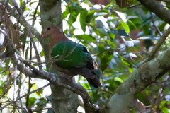 Chalcophaps longirostris