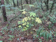 Kalopanax septemlobus