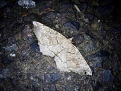 Xerodes rufescentaria