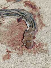 Coelognathus radiatus