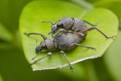 Metapocyrtus adspersus