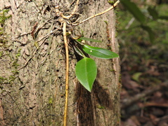 Dendrobium tetragonum