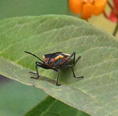 Oncopeltus sandarachatus