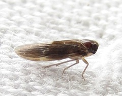 Synecdoche dimidiata