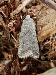 Caradrina clavipalpis