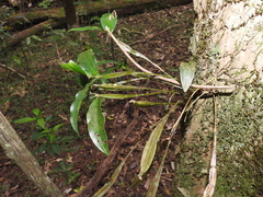 Dendrobium tetragonum