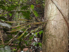 Dendrobium tetragonum