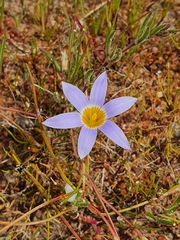 Romulea tabularis