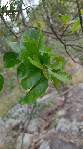 Image of Alectryon connatus by (c) murrayoke, some rights reserved (CC BY)