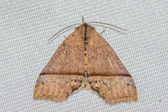 Hypena strigatus