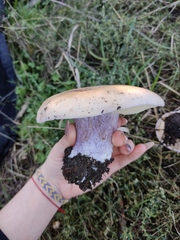 Lepista personata