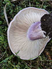 Lepista personata