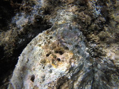 Coscinasterias tenuispina