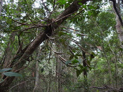 Dendrobium tetragonum