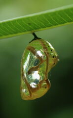 Euploea core