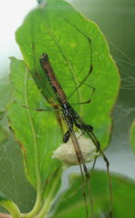 Tetragnatha