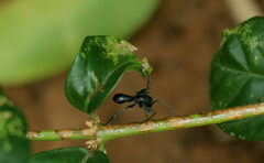 Corinnidae
