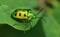 Chrysocoris