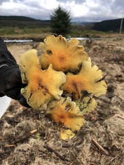 Hypholoma fasciculare