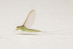 Cloeon bengalense