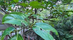 Cornus hongkongensis