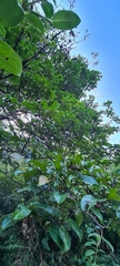 Cornus hongkongensis