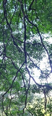 Cornus hongkongensis