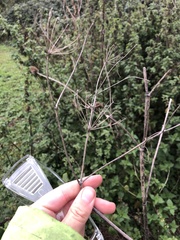 Heracleum sphondylium