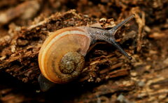 Ariophanta exilis