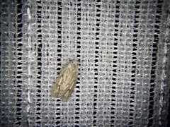 Scythropiodes leucostola