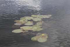 Nymphaea candida
