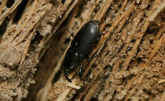 Cosmopolites sordidus