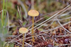 Galerina paludosa