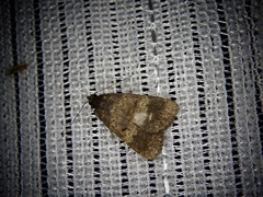 Hydrillodes lentalis