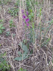 Verbascum phoeniceum