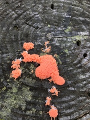 Tubifera ferruginosa