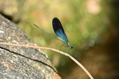 Matrona basilaris