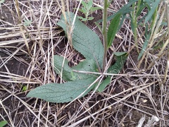 Verbascum phoeniceum