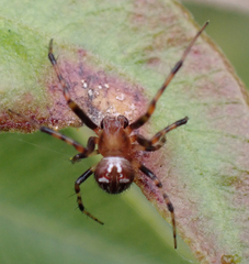 Araneus albotriangulus