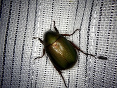 Anomala albopilosa albopilosa