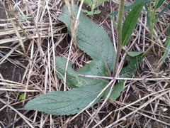 Verbascum phoeniceum