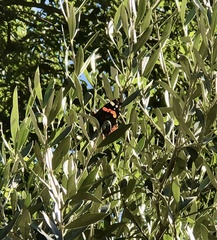 Vanessa atalanta