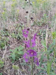 Verbascum phoeniceum