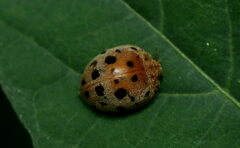 Henosepilachna vigintioctopunctata