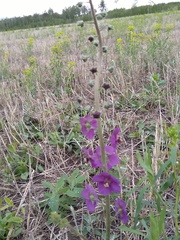 Verbascum phoeniceum