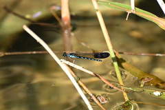Heliocypha perforata